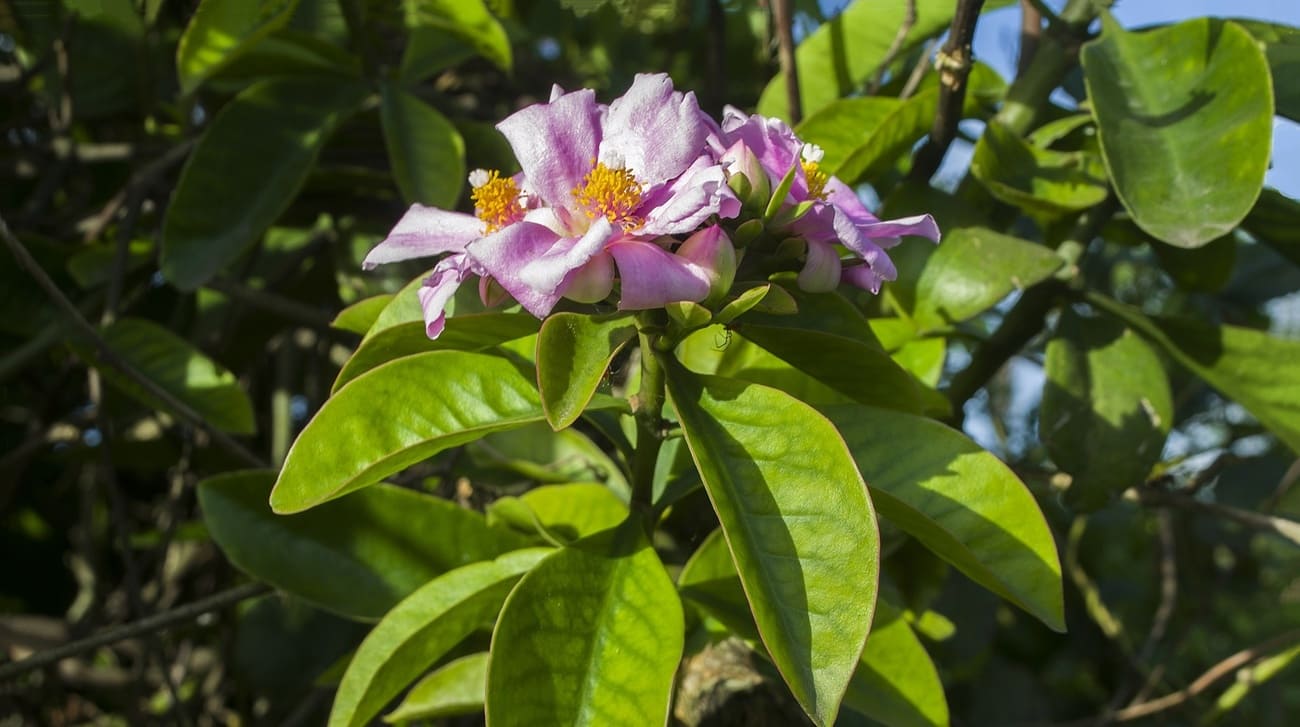 Ora-pro-nobis-Pereskia-grandifolia